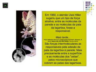 Em 1960, o alemão Uwe Hiller
sugeriu que um tipo de força
atrativa, entre as moléculas da
parede e as moléculas da pata
da lagartixa, fosse a
responsável.
Mais tarde...
"Full, Adhesive force of a single gecko foot-hair" (Autumn, K.
et al., Nature 405, 681-685 (2000)), Revista Nature
São forças intermoleculares as
responsáveis pela adesão da
pata da lagartixa à parede. Mais
precisamente entre a superfície
e as moléculas dos "setae",
pelos microscópicos que
cobrem as patas das lagartixas.
 