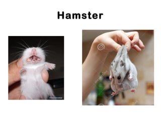 Hamster
 