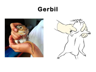 Gerbil
 