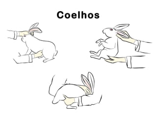 Coelhos
 