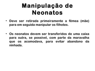 Manipulação de
Neonatos
• Deve ser retirada primeiramente a fêmea (mãe)
para em seguida manipular os filhotes.
• Os neonatos devem ser transferidos de uma caixa
para outra, se possível, com parte da maravalha
que os acomodava, para evitar abandono da
ninhada.
 