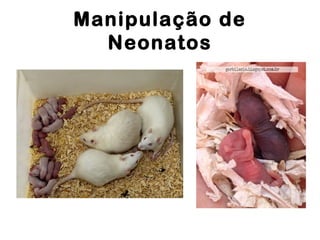 Manipulação de
Neonatos
 
