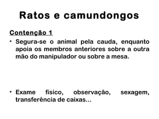 Ratos e camundongos
Contenção 1
• Segura-se o animal pela cauda, enquanto
apoia os membros anteriores sobre a outra
mão do manipulador ou sobre a mesa.
• Exame físico, observação, sexagem,
transferência de caixas...
 