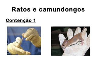 Ratos e camundongos
Contenção 1
 