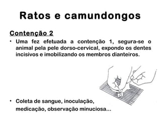 Ratos e camundongos
Contenção 2
• Uma fez efetuada a contenção 1, segura-se o
animal pela pele dorso-cervical, expondo os dentes
incisivos e imobilizando os membros dianteiros.
• Coleta de sangue, inoculação,
medicação, observação minuciosa...
 
