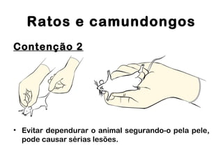 Ratos e camundongos
Contenção 2
• Evitar dependurar o animal segurando-o pela pele,
pode causar sérias lesões.
 