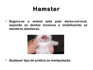 Hamster
• Segura-se o animal pela pele dorso-cervical,
expondo os dentes incisivos e imobilizando os
membros dianteiros.
• Qualquer tipo de prática ou manipulação.
 