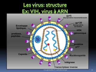virus généralités: Pr. Latifa Berrezouga 12
 