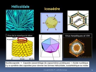 14virus généralités: Pr. Latifa Berrezouga
 