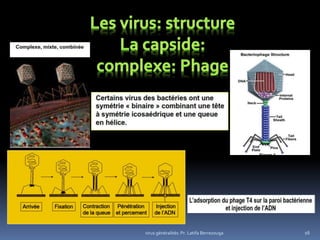 16virus généralités: Pr. Latifa Berrezouga
 