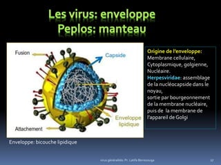 17virus généralités: Pr. Latifa Berrezouga
Origine de l’enveloppe:
Membrane cellulaire,
Cytoplasmique, golgienne,
Nucléaire.
Herpesviridae: assemblage
de la nucléocapside dans le
noyau,
sortie par bourgeonnement
de la membrane nucléaire,
puis de la membrane de
l’appareil de Golgi
Enveloppe: bicouche lipidique
 