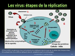 21
(i)Virus à ADN: Les génomes viraux sont présents et se répliquent dans le noyau de la cellule-hôte (Herpesviridae)
(ii) La plupart des virus à ARN se répliquent dans le cytoplasme (sauf virus de la grippe)
virus généralités: Pr. Latifa Berrezouga
1
2
3
4
5
6
(destruction enzymatique
de la capside)
Protéases/
clivage des protéines
 