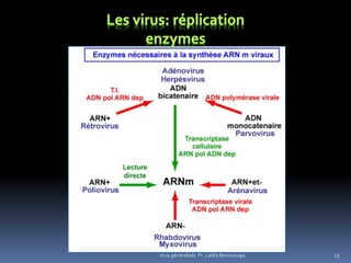 virus généralités: Pr. Latifa Berrezouga 23
 