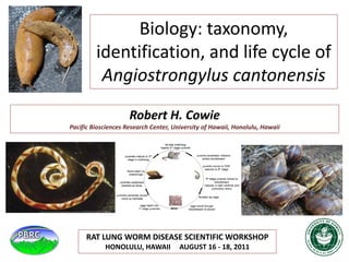 Robert H. Cowie
Pacific Biosciences Research Center, University of Hawaii, Honolulu, Hawaii
Biology: taxonomy,
identification, and life cycle of
Angiostrongylus cantonensis
photo: Juliano Romanzini, courtesy of Carlos Graeff Teixeira
RAT LUNG WORM DISEASE SCIENTIFIC WORKSHOP
HONOLULU, HAWAII AUGUST 16 - 18, 2011
 