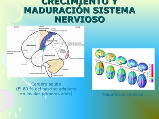 Cerebro adulto
(El 80 % del peso se adquiere
en los dos primeros años) Maduración cerebral
CRECIMIENTO YCRECIMIENTO Y
MADURACIÓN SISTEMAMADURACIÓN SISTEMA
NERVIOSONERVIOSO
 