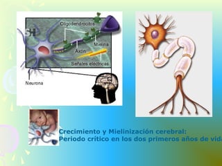 Crecimiento y Mielinización cerebral:
Periodo crítico en los dos primeros años de vida
 