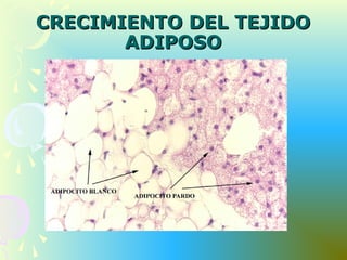 CRECIMIENTO DEL TEJIDOCRECIMIENTO DEL TEJIDO
ADIPOSOADIPOSO
 
