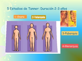 5 Estadios de Tanner: Duración 2-3 años
1-Ovario 2-Telarquia
3-Pubarquia
4-Menarquia
 