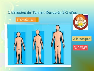 5 Estadios de Tanner: Duración 2-3 años
1-Testículo
2-Pubarquia
3-PENE
 