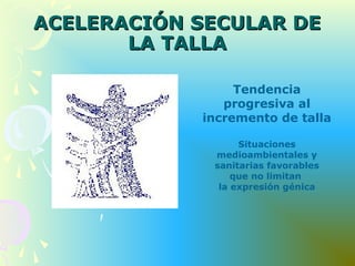 ACELERACIÓN SECULAR DEACELERACIÓN SECULAR DE
LA TALLALA TALLA
Tendencia
progresiva al
incremento de talla
Situaciones
medioambientales y
sanitarias favorables
que no limitan
la expresión génica
 