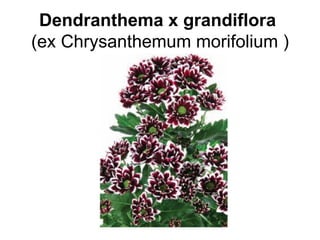 Dendranthema x grandiflora
(ex Chrysanthemum morifolium )
 
