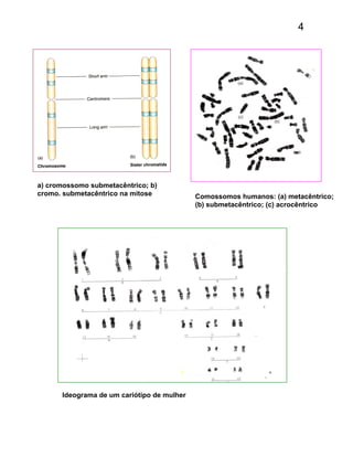 4
a) cromossomo submetacêntrico; b)
cromo. submetacêntrico na mitose Comossomos humanos: (a) metacêntrico;
(b) submetacêntrico; (c) acrocêntrico
Ideograma de um cariótipo de mulher
 
