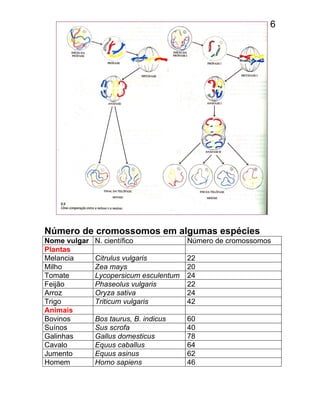 6
Número de cromossomos em algumas espécies
Nome vulgar N. científico Número de cromossomos
Plantas
Melancia Citrulus vulgaris 22
Milho Zea mays 20
Tomate Lycopersicum esculentum 24
Feijão Phaseolus vulgaris 22
Arroz Oryza sativa 24
Trigo Triticum vulgaris 42
Animais
Bovinos Bos taurus, B. indicus 60
Suínos Sus scrofa 40
Galinhas Gallus domesticus 78
Cavalo Equus caballus 64
Jumento Equus asinus 62
Homem Homo sapiens 46
 