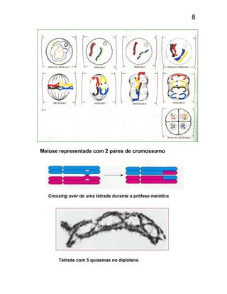 8
Meiose representada com 2 pares de cromossomo
Crossing over de uma tétrade durante a prófase meiótica
Tétrade com 5 quiasmas no diplóteno
 