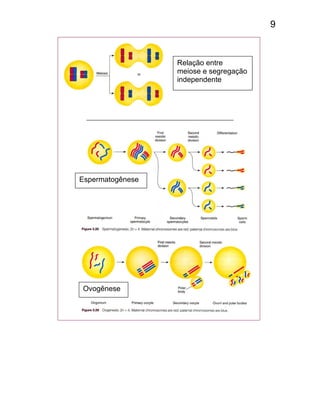 9
Relação entre
meiose e segregação
independente
Espermatogênese
Ovogênese
 