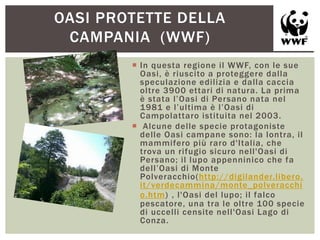  In questa regione il WWF, con le sue
Oasi, è riuscito a proteggere dalla
speculazione edilizia e dalla caccia
oltre 3900 ettari di natura. La prima
è stata l‟Oasi di Persano nata nel
1981 e l‟ultima è l‟Oasi di
Campolattaro istituita nel 2003.
 Alcune delle specie protagoniste
delle Oasi campane sono: la lontra, il
mammifero più raro d'Italia, che
trova un rifugio sicuro nell'Oasi di
Persano; il lupo appenninico che fa
dell‟Oasi di Monte
Polveracchio(http://digilander.libero.
it/verdecammina/monte_polveracchi
o.htm) , l'Oasi del lupo; il falco
pescatore, una tra le oltre 100 specie
di uccelli censite nell'Oasi Lago di
Conza.
OASI PROTETTE DELLA
CAMPANIA (WWF)
 