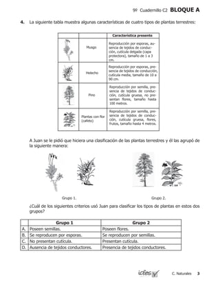 C. Naturales
9º Cuadernillo C2 BLOQUE A
4.	 La siguiente tabla muestra algunas características de cuatro tipos de plantas terrestres:
Musgo
Helecho
Pino
Plantas con flor
(cafeto)
Reproducción por esporas, au-
sencia de tejidos de conduc-
ción, cutícula delgada (capa
protectora), tamaño de 1 a 3
cm.
Reproducción por esporas, pre-
sencia de tejidos de conducción,
cutícula media, tamaño de 10 a
90 cm.
Reproducción por semilla, pre-
sencia de tejidos de conduc-
ción, cutícula gruesa, flores,
frutos, tamaño hasta 4 metros.
Reproducción por semilla, pre-
sencia de tejidos de conduc-
ción, cutícula gruesa, no pre-
sentan flores, tamaño hasta
100 metros.
Característica presente
	 A Juan se le pidió que hiciera una clasificación de las plantas terrestres y él las agrupó de
la siguiente manera:
	 ¿Cuál de los siguientes criterios usó Juan para clasificar los tipos de plantas en estos dos
grupos?
Grupo 1 Grupo 2
A. Poseen semillas. Poseen flores.
B. Se reproducen por esporas. Se reproducen por semillas.
C. No presentan cutícula. Presentan cutícula.
D. Ausencia de tejidos conductores. Presencia de tejidos conductores.
Grupo 1. Grupo 2.
 