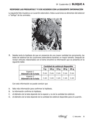 C. Naturales
9º Cuadernillo C2 BLOQUE A
http://www.virtualcentre.org/es/dec/toolbox/Grazing/scarab.jpg
La siguiente foto muestra a un cucarrón estercolero. Estos cucarrones se alimentan del estiercol
o “boñiga” de los animales.
7.	 Natalia tenía la hipótesis de que en presencia de una mayor cantidad de excremento, las
bolas de estiércol de los cucarrones estercoleros tendrían un mayor tamaño. Después de
revisar artículos relacionados con el tema encontró la información que se presenta en la
siguiente tabla:
	 Con esta información se puede concluir que
falta más información para confirmar la hipótesis.					
la información confirma la hipótesis.						
el diámetro de la bola depende de la especie y no de la cantidad de estiércol.
el diámetro de la bola depende de la cantidad de estiércol disponible para el cucarrón.
A.
B.
C.
D.
Cantidad de estiércol disponible
5 g 10 g 15 g 20 g 25 g
Especie 1
Diámetro de la bola 2 cm 2 cm 2 cm 2 cm 2 cm
Especie 2
Diámetro de la bola 1 cm 1 cm 1 cm 1 cm 1 cm
RESPONDE LAS PREGUNTAS 7 Y 8 DE ACUERDO CON LA SIGUIENTE INFORMACIÓN
 