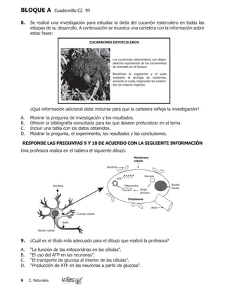 C. Naturales
BLOQUE A Cuadernillo C2 9º
8.	 Se realizó una investigación para estudiar la dieta del cucarrón estercolero en todas las
estapas de su desarrollo. A continuación se muestra una cartelera con la información sobre
estas fases:
CUCARRONES ESTERCOLEROS
Los cucarrones esterecoleros son degra-
dadores importantes de los excrementos
de animales en el bosque.
Benefician la vegetación y el suelo
mediante el reciclaje de nutrientes,
aireando el suelo, mejorando los conteni-
dos de materia orgánica.
	 ¿Qué información adicional debe incluirse para que la cartelera refleje la investigación?
Mostrar la pregunta de investigación y los resultados.
Ofrecer la bibliografía consultada para los que deseen profundizar en el tema.
Incluir una tabla con los datos obtenidos.
Mostrar la pregunta, el experimento, los resultados y las conclusiones.
A.
B.
C.
D.
9.	 ¿Cuál es el título más adecuado para el dibujo que realizó la profesora?
“La función de las mitocondrias en las células”.
“El uso del ATP en las neuronas”.
“El transporte de glucosa al interior de las células”.
“Producción de ATP en las neuronas a partir de glucosa”.
A.
B.
C.
D.
Una profesora realiza en el tablero el siguiente dibujo:
Dendrita
Cuerpo celular
Axón
Núcleo celular
Citoplasma
Membrana
celular
Mitocondria
Ácido
pirúvico
Glucosa
ATP
Axón
Dendrita
Núcleo
celular
RESPONDE LAS PREGUNTAS 9 Y 10 DE ACUERDO CON LA SIGUIENTE INFORMACIÓN
 
