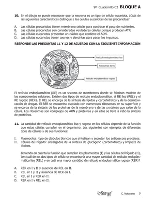 C. Naturales
9º Cuadernillo C2 BLOQUE A
10.	 En el dibujo se puede reconocer que la neurona es un tipo de célula eucariota. ¿Cuál de
las siguientes características distingue a las células eucariotas de las procariotas?
Las células procariotas tienen membrana celular para controlar el paso de nutrientes.
Las células procariotas son consideradas verdaderas células porque producen ATP.
Las células eucariotas presentan un núcleo que contiene el ADN.
Las células eucariotas tienen axones y dendritas para pasar los impulsos.
A.
B.
C.
D.
11.	 La cantidad de retículo endoplasmático liso y rugoso en las células depende de la función
que estas células cumplen en el organismo. Los siguientes son ejemplos de diferentes
tipos de células y de sus funciones:
I.	 Plasmocitos: tipo de glóbulos blancos que sintetizan y secretan los anticuerpos proteicos.
II.	 Células del hígado: encargadas de la síntesis de glucógeno (carbohidrato) y limpieza de
tóxicos.
	 Teniendo en cuenta la función que cumplen los plasmocitos (I) y las células del hígado (II),
¿en cuál de los dos tipos de célula se encontraría una mayor cantidad de retículo endoplas-
mático liso (REL) y en cuál una mayor cantidad de retículo endoplasmático rugoso (RER)?
RER en I y II y ausencia de REL en II.	
REL en I y II y ausencia de RER en I.
REL en I y RER en II.			
RER en I y REL en II.
A.
B.
C.
D.
El retículo endoplasmático (RE) es un sistema de membranas donde se fabrican muchos de
los componentes celulares. Existen dos tipos de retículo endoplasmático, el RE liso (REL) y el
RE rugoso (RER). El REL se encarga de la síntesis de lípidos y carbohidratos y de la desintoxi-
cación de drogas. El RER se encuentra asociado con numerosos ribosomas en su superficie y
se encarga de la síntesis de las proteínas de la membrana y de las proteínas que salen de la
célula. Los ribosomas son complejos de ARN y proteínas y en ellos se lleva a cabo la síntesis
de proteínas.
Retículo endoplasmático liso
Ribosomas libres
Retículo endoplasmático rugoso
RESPONDE LAS PREGUNTAS 11 Y 12 DE ACUERDO CON LA SIGUIENTE INFORMACIÓN
 