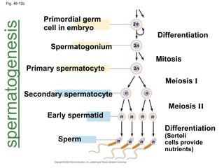 Fig. 46-12c 
Primordial germ 
cell in embryo 
Differentiation 
Spermatogonium 
Mitosis 
Primary spermatocyte 
Meiosis I 
Secondary spermatocyte 
Meiosis II 
Early spermatid 
Differentiation 
(Sertoli 
cells provide 
nutrients) 
Sperm 
2n 
2n 
2n 
n n 
n n n n 
n n n n 
spermatogenesis 
 