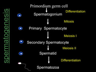 spermatogenesis 
Primordium germ cell 
Spermatogonium 
Differentiation 
Primary Spermatocyte 
Secondary Spermatocyte 
Spermatid 
Spermatozoa 
Mitosis 
Meiosis I 
Meiosis II 
Differentiation 
 