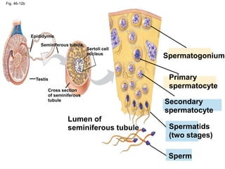 Fig. 46-12b 
Epididymis 
Seminiferous tubule 
Sertoli cell 
nucleus 
Testis 
Cross section 
of seminiferous 
tubule 
Spermatogonium 
Primary 
spermatocyte 
Secondary 
spermatocyte 
Spermatids 
(two stages) 
Sperm 
Lumen of 
seminiferous tubule 
 