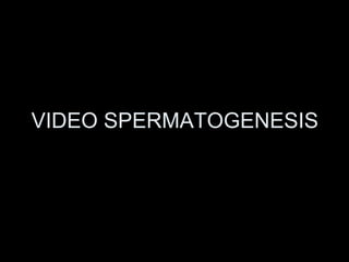 VIDEO SPERMATOGENESIS 
 