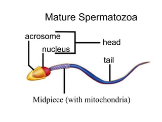 Mature Spermatozoa 
tail 
acrosome 
nucleus 
mitochondria 
head 
Midpiece (with mitochondria) 
 