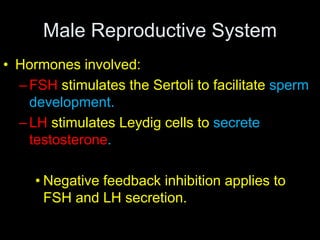 Male Reproductive System 
• Hormones involved: 
–FSH stimulates the Sertoli to facilitate sperm 
development. 
–LH stimulates Leydig cells to secrete 
testosterone. 
• Negative feedback inhibition applies to 
FSH and LH secretion. 
 
