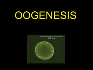 OOGENESIS 
 