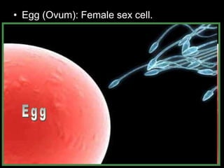 • Egg (Ovum): Female sex cell. 
 