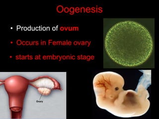 Oogenesis 
• Production of ovum 
• Occurs in Female ovary 
• starts at embryonic stage 
 