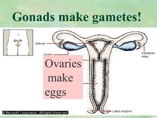 Gonads make gametes! 
Ovaries 
make 
eggs 
 