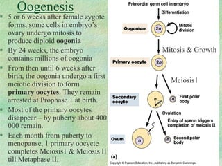 Oogenesis 
Mitosis & Growth 
Meiosis1 
 5 or 6 weeks after female zygote 
forms, some cells in embryo’s 
ovary undergo mitosis to 
produce diploid oogonia 
 By 24 weeks, the embryo 
contains millions of oogonia 
 From then until 6 weeks after 
birth, the oogonia undergo a first 
meiotic division to form 
primary oocytes. They remain 
arrested at Prophase 1 at birth. 
 Most of the primary oocytes 
disappear – by puberty about 400 
000 remain. 
 Each month from puberty to 
menopause, 1 primary oocycte 
completes Meiosis1 & Meiosis II 
till Metaphase II. 
 