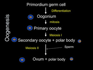 Oogenesis 
Primordium germ cell 
Differentiation 
Oogonium 
mitosis 
Primary oocyte 
Meiosis I 
Secondary oocyte + polar body 
Meiosis II Sperm 
Ovum + polar body 
 