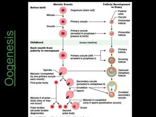Oogenesis 
 