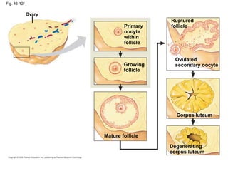 Fig. 46-12f 
Ovary 
Primary 
oocyte 
within 
follicle 
Ruptured 
follicle 
Growing 
follicle 
Mature follicle 
Ovulated 
secondary oocyte 
Corpus luteum 
Degenerating 
corpus luteum 
 