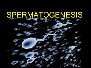 SPERMATOGENESIS 
 