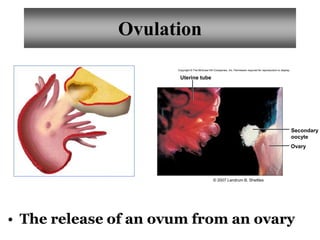 Uterine tube 
Ovary 
Copyright © The McGraw-Hill Companies, Inc. Permission required for reproduction or display. 
Secondary 
oocyte 
© 2007 Landrum B. Shettles 
Ovulation 
• The release of an ovum from an ovary 
 